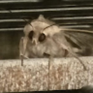 Meet your Posher, Aaron